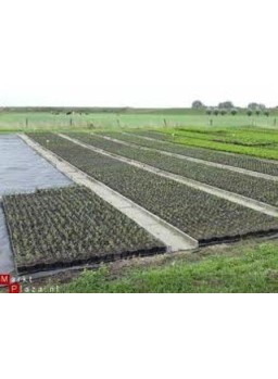 Anti worteldoek 120 gr - 4.20 mtr breed (Europese kwaliteit)